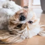chien heureux dodo