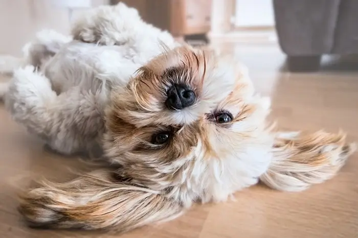 chien heureux dodo
