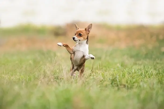 chien heureux