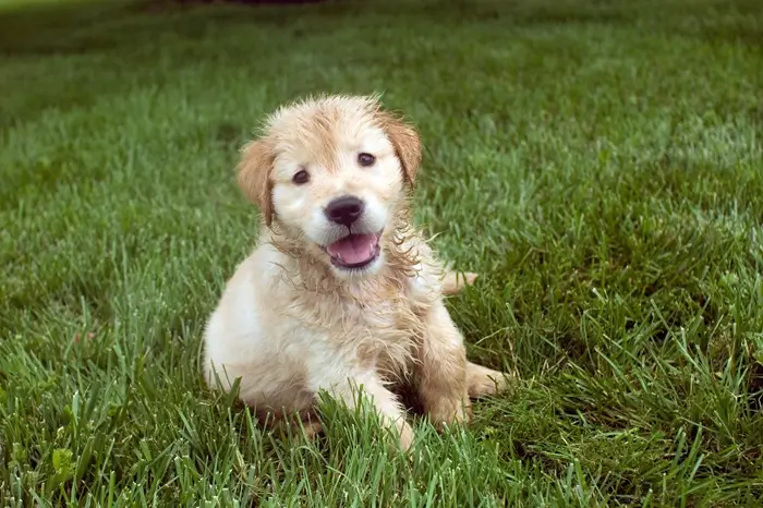 chiot éducation betise