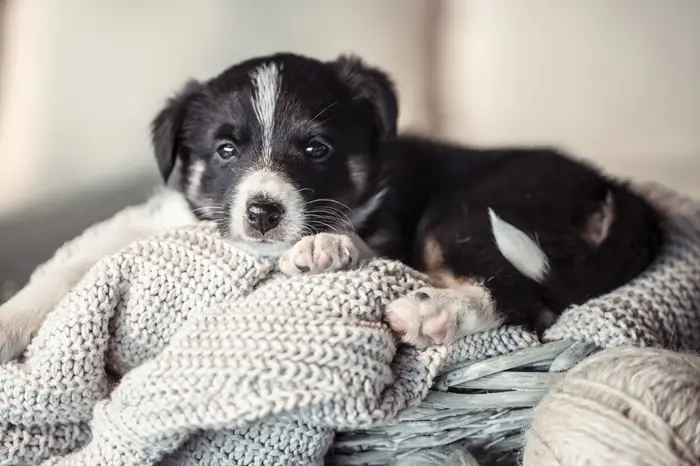 chiot éducation chiot