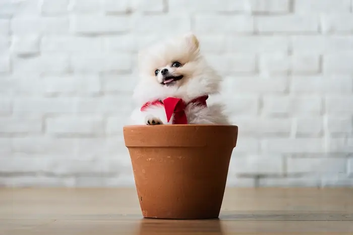 chiot éducation mignon