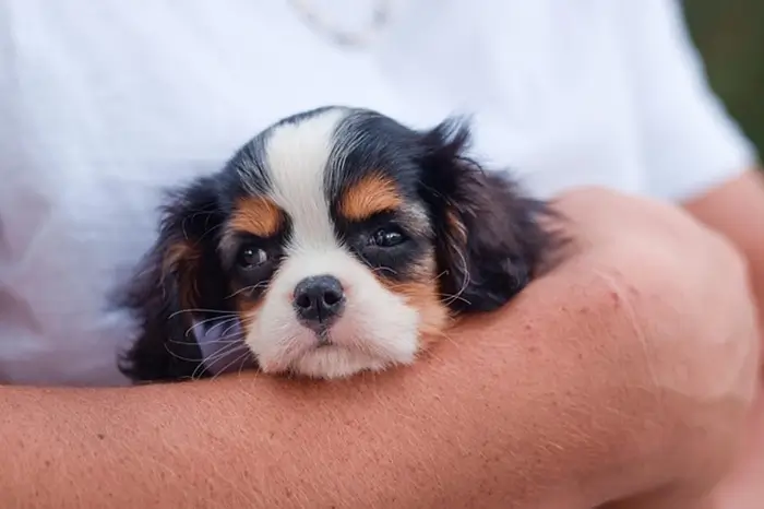 dressage chiot