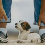 dressage du chiot education