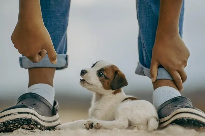 dressage du chiot education