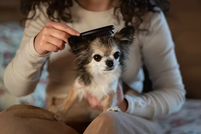 toilettage pour chien le brossage
