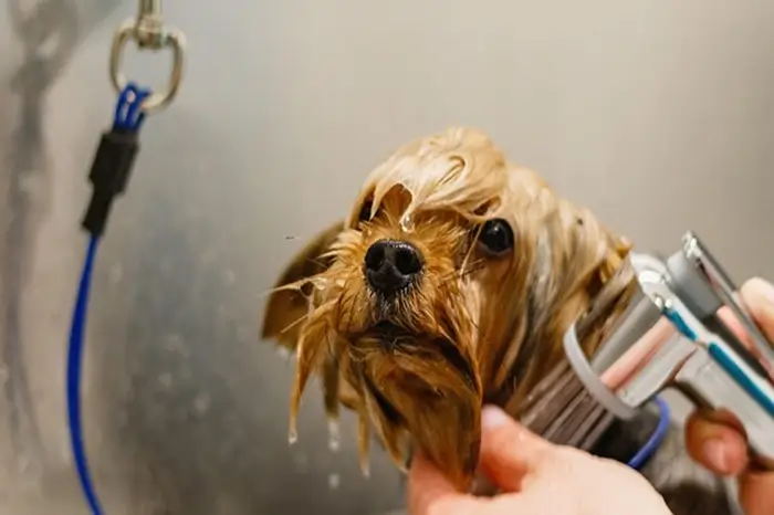 toilettage-pour-chien-douche.webp