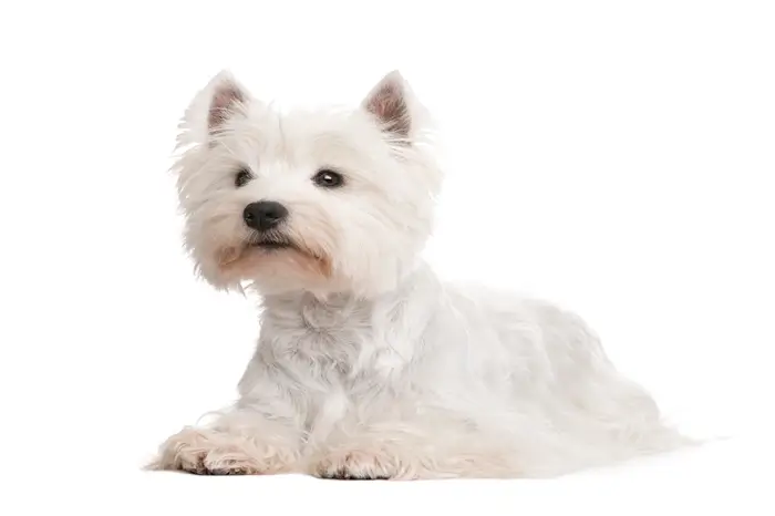 Westie santé entretien