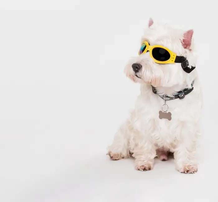 westie aventurier
