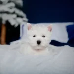 westie chiot