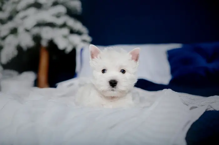 westie chiot