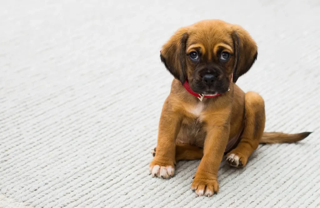 Les 7 ordres essentiels chien obéissant bien dressé