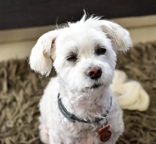 bichon maltais toiletter