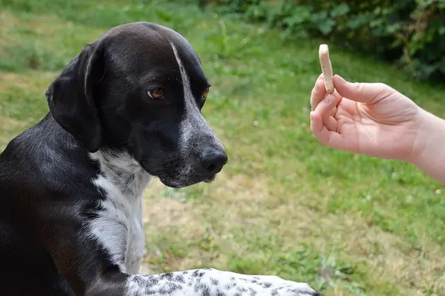 chien obéissant pas bouger