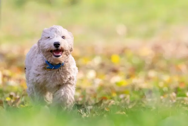 chien obéissant viens ici
