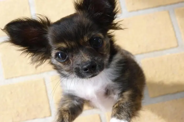 chihuahua poil long