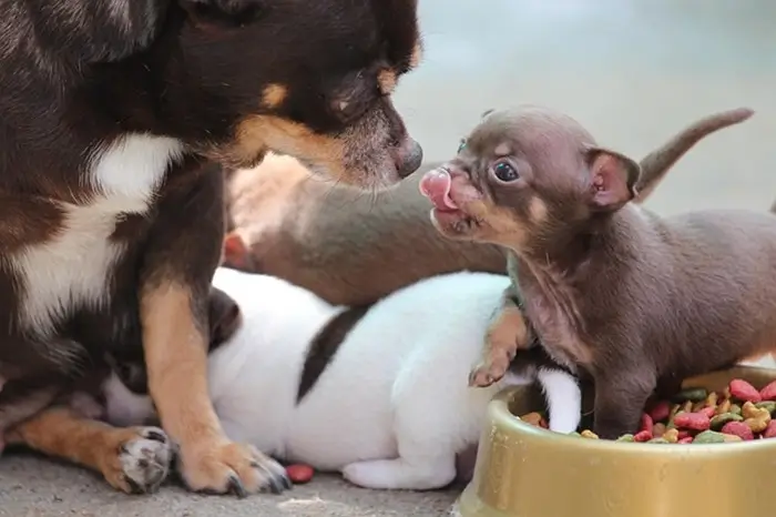 chihuahua alimentation