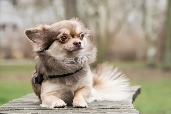 chihuahua race