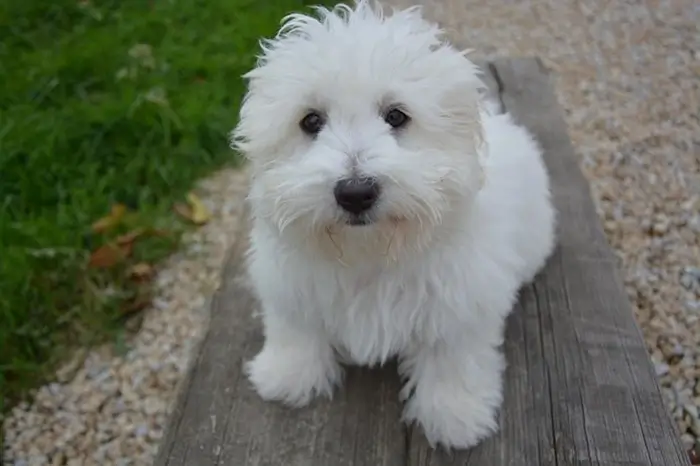 coton de tulear assis