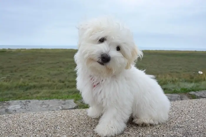 coton de tulear présentation chien