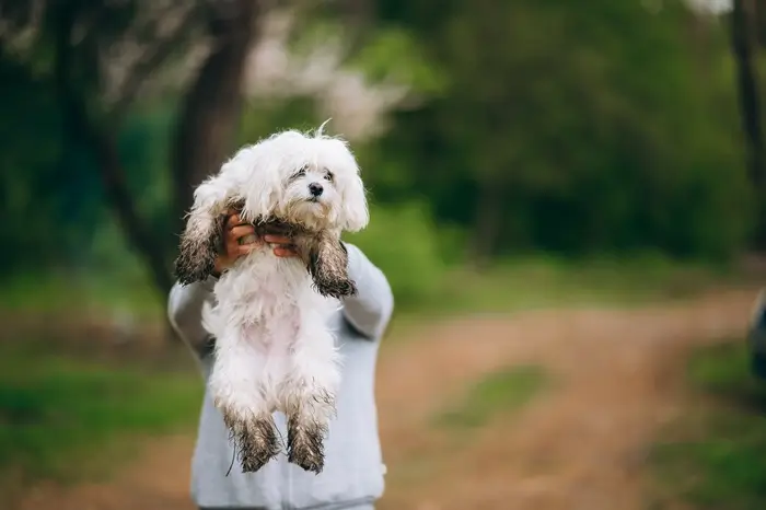 race bichon maltais promenade