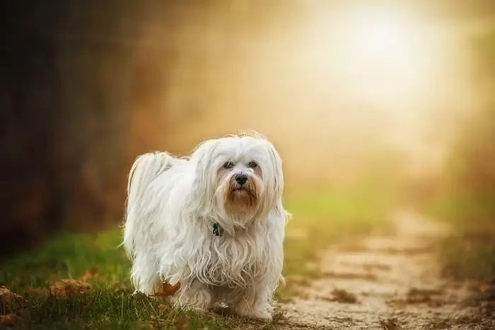 race bichon maltais