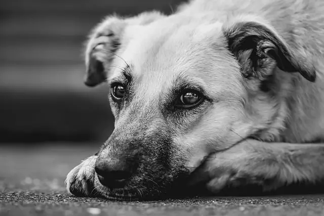 un chien obéissant