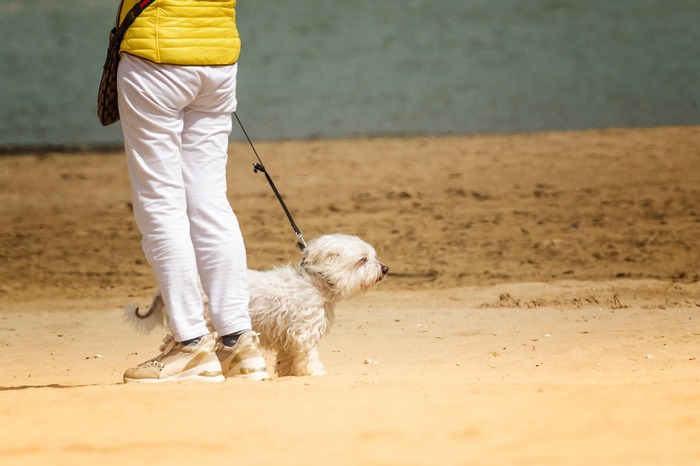 bichon tire en laisse