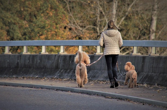 caniche tire en laisse