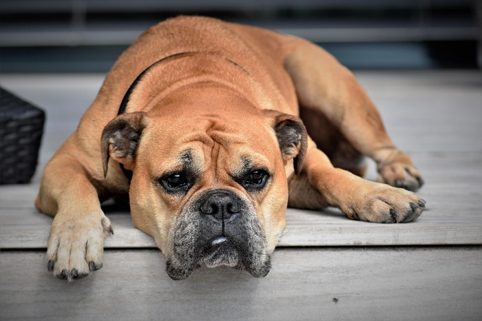 ce chien stresse triste