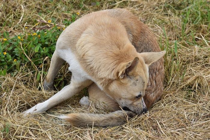 chien stresse mord queue
