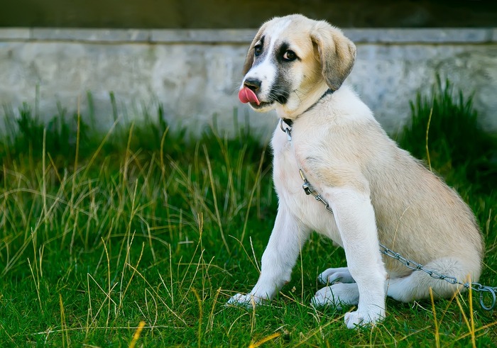 chiot stressé
