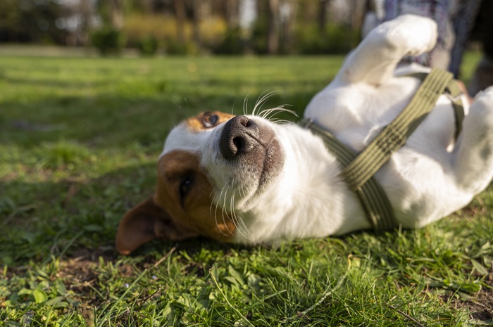 Communiquer avec son chien plein damour