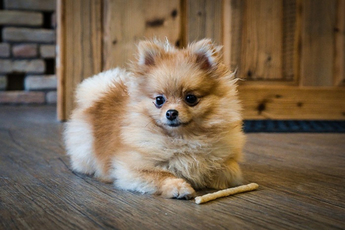 chien spitz _ friandise!