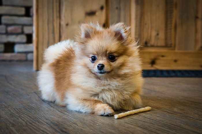 chien spitz avec sa friandise