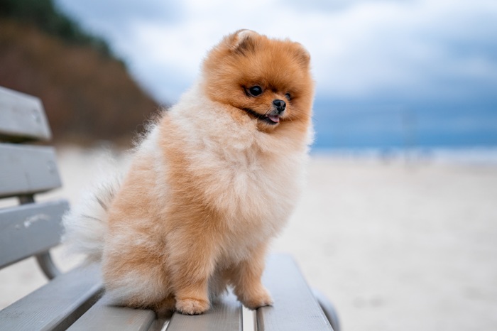 chien spitz