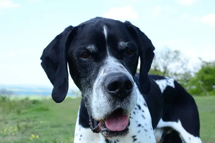 Races de chien de chasse le pointer anglais