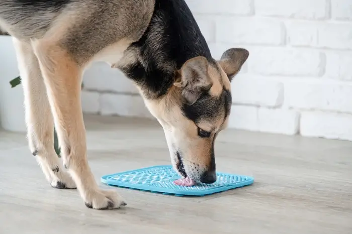 Tapis de Léchage Chien pleine action