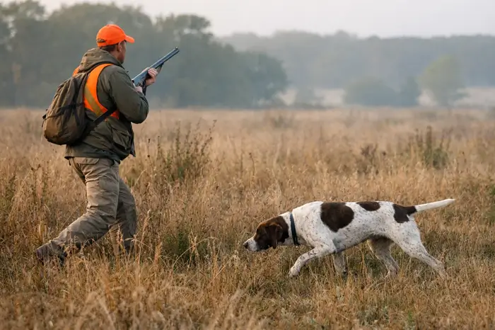 dressage avance chien de chasse quete terrain chasseur