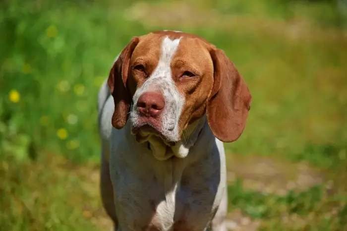 Chien de chasse- banniere