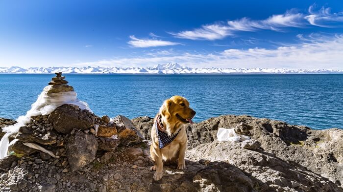 races de chien de chasse Golden Retriever