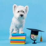 chiot blanc sur des livres avec chapeau de diplômé - éducation chiot