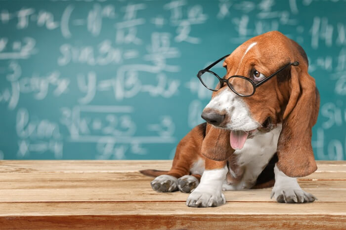 chien basset hound avec des lunettes devant un tableau - apprentissage et éducation canine