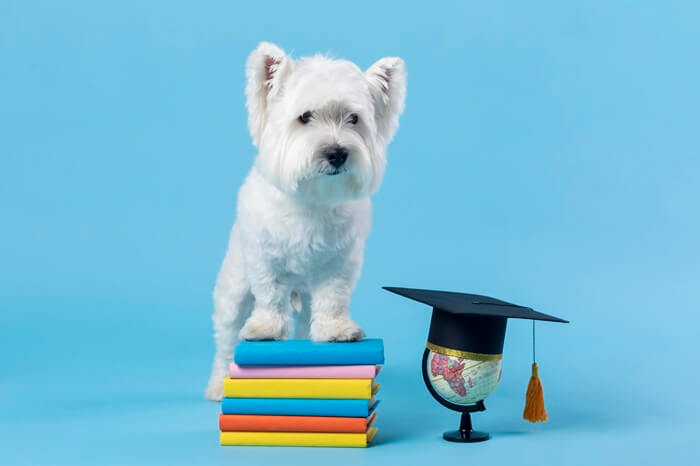 chiot blanc sur des livres avec chapeau de diplômé - éducation chiot