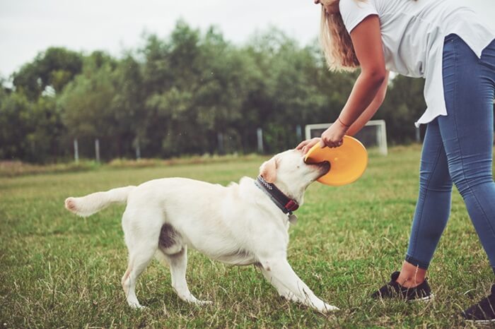 femme jouant au frisbee avec son labrador dans un parc - éducation par le jeu