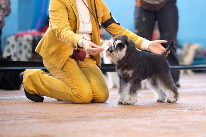 éducatrice donnant un ordre à un chiot schnauzer avec friandise