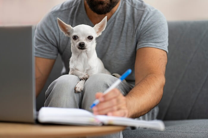 homme prenant des notes avec son chihuahua sur les genoux pour planifier l'éducation